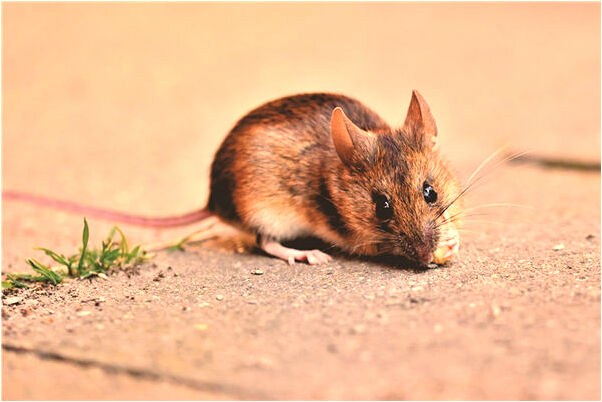 夢見鄰居店鋪倒塌預示著什麼_周公解夢官網