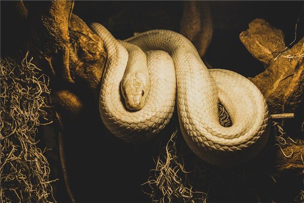 夢見白蛇是什麼意思_周公解夢