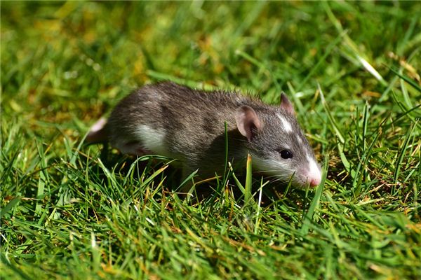 屬鼠的性格分析_十二生肖