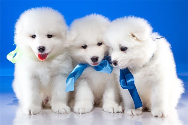 夢見白色的小狗_周公解夢