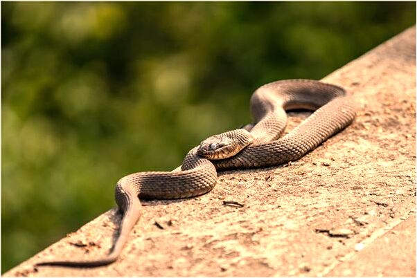 夢到了把水中的蛇頭砍了有什麼寓意嗎_周公解夢官網