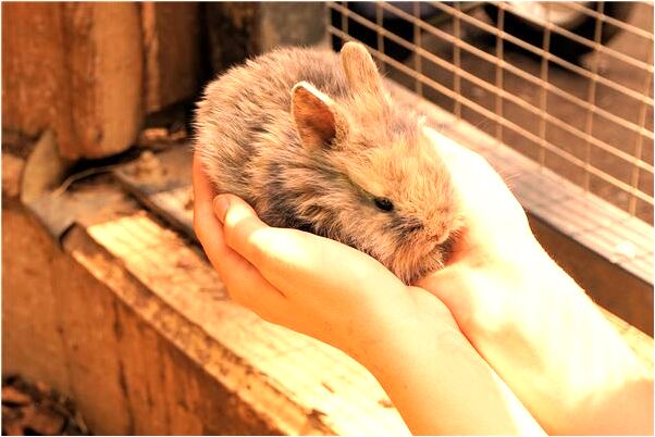 夢到自己被老闆說哭了是什麼意思_周公解夢官網