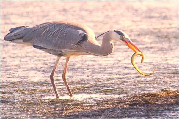 夢見自己拔了一部分牙預示什麼_周公解夢官網