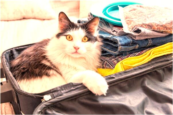 夢到了嬸嬸生小孩有什麼意義嗎_周公解夢官網