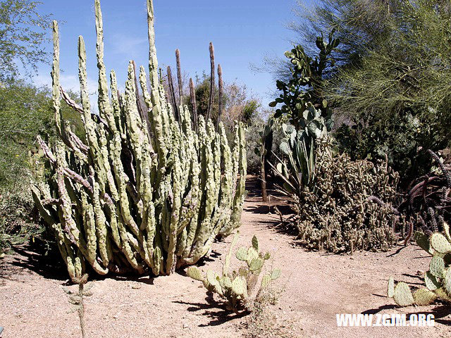 夢見包被偷_周公解夢夢到包被偷是什麼意思_做夢夢見包被偷好不好_周公解夢官網
