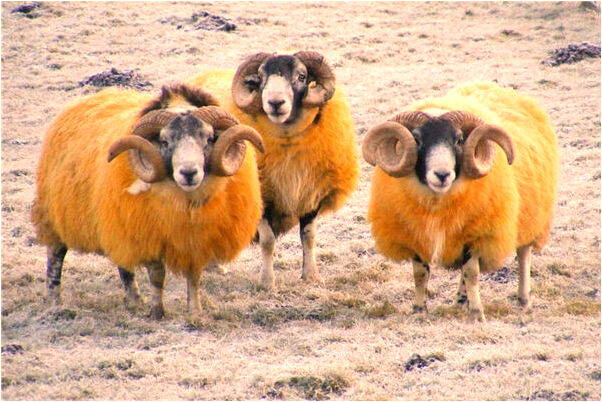 夢到媽媽摔殘了有什麼意思_周公解夢官網