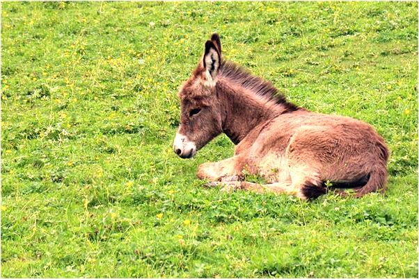 夢到了懷孕蛇進門有何寓意_周公解夢官網