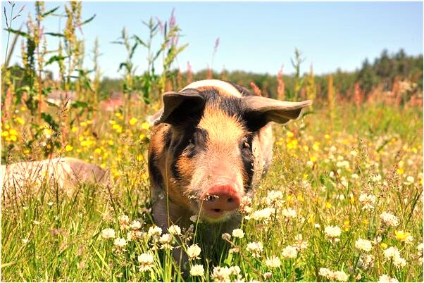 夢到了我想掩飾偷單位的被褥預兆了什麼嗎_周公解夢官網