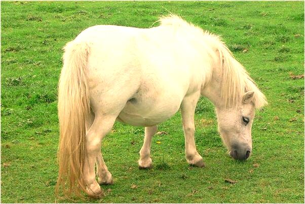 夢見斷牙並掉了意味著什麼_周公解夢官網