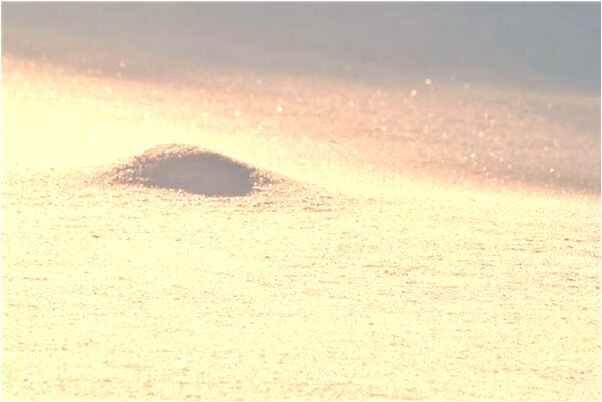 夢到故意被射咬預兆了什麼嗎_周公解夢官網