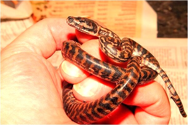 夢到自己有做愛的欲望意味著什麼_周公解夢官網