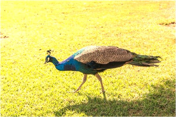 夢到了狗斷尾有什麼寓意嗎？_周公解夢官網