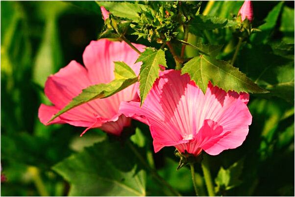 夢到了已故親人和爸爸走了代表什麼_周公解夢官網