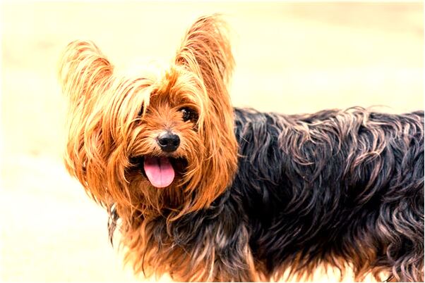 夢到了抓到媽媽偷情是吉兆嗎?_周公解夢官網