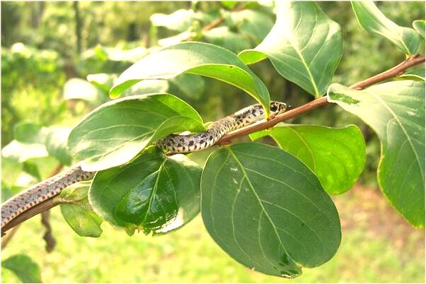 夢見龍在天鳳升天好不好_周公解夢官網