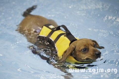 Dream of dog in swimming