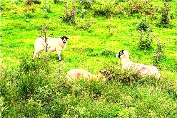 夢到自己去吃快餐是什麼意思？_周公解夢官網