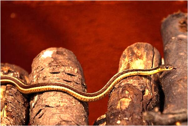 夢見被人脫衣服是什麼預兆_周公解夢官網