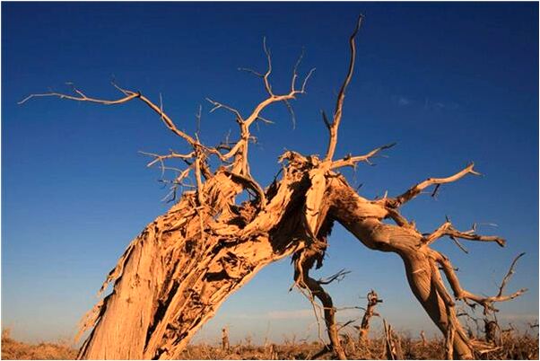 夢到嬸嬸叫去開房是什麼預兆？_周公解夢官網