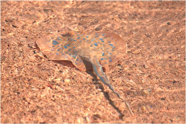 夢到自己丟鞋有什麼意思_周公解夢官網