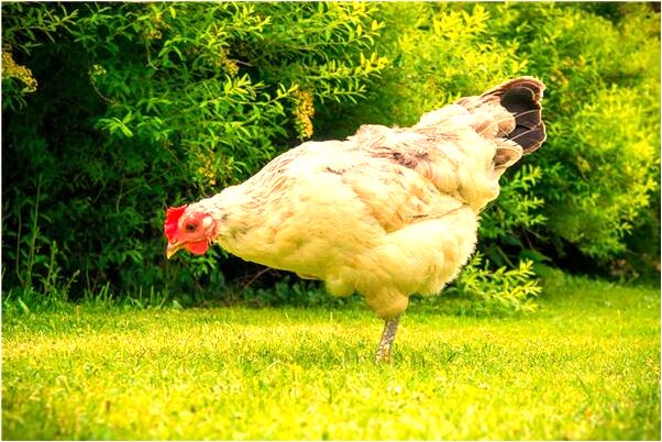 夢到了成為演員有什麼含義_周公解夢官網