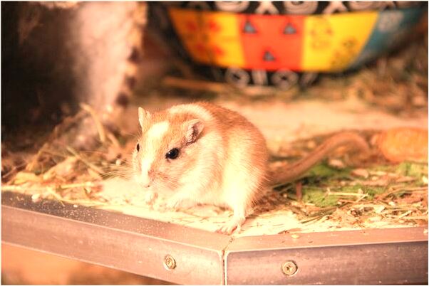 夢到嫌自己頭髮少啥意思_周公解夢官網