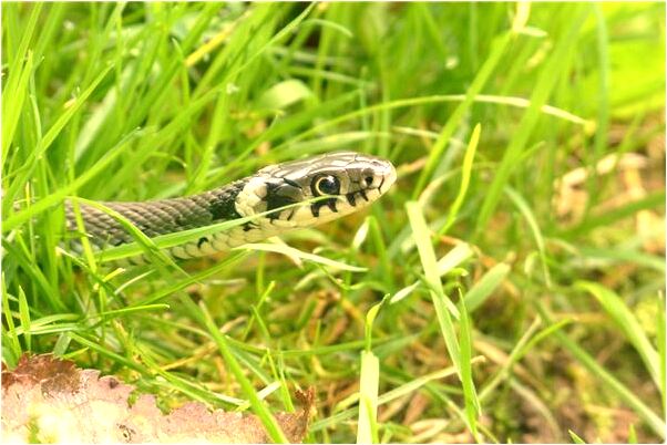 夢到了初戀情人要我和他結婚好不好_周公解夢官網