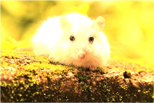 夢見持刀劫色是啥意思_周公解夢官網