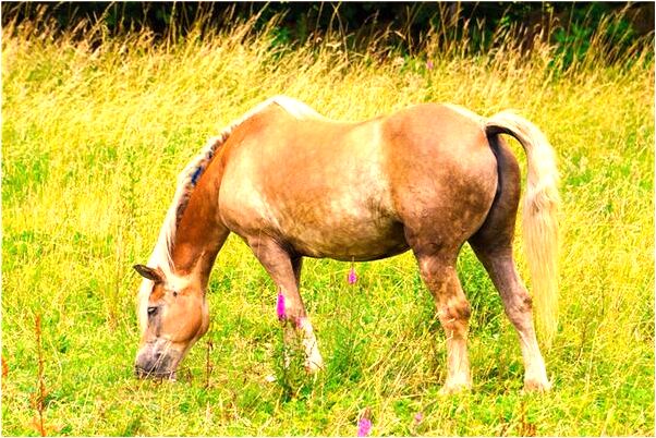 夢到了家裡進里許多蛇親人捕殺是什麼意思_周公解夢官網