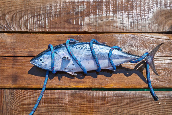 夢見死魚復活什麼意思_周公解夢