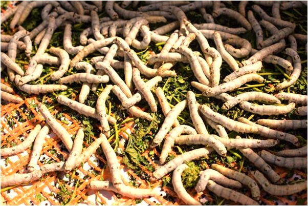 夢見黑扇子是什麼意思？_周公解夢官網