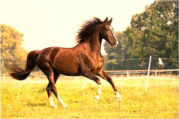 夢見我拿書打人是什麼預兆_周公解夢官網