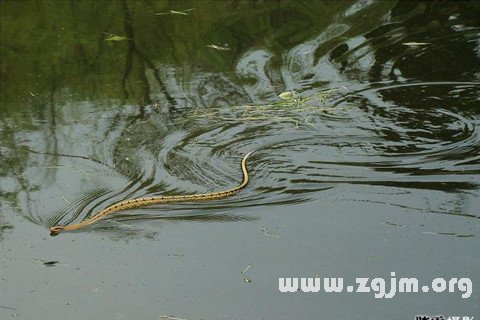 Dream of water snake