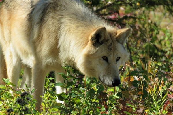 夢見狼狗咬我是什麼兆頭_周公解夢
