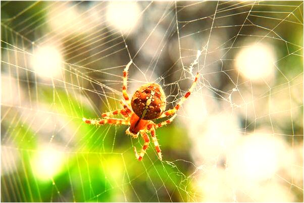 夢到了過年走親戚禮品被偷是什麼徵兆_周公解夢官網