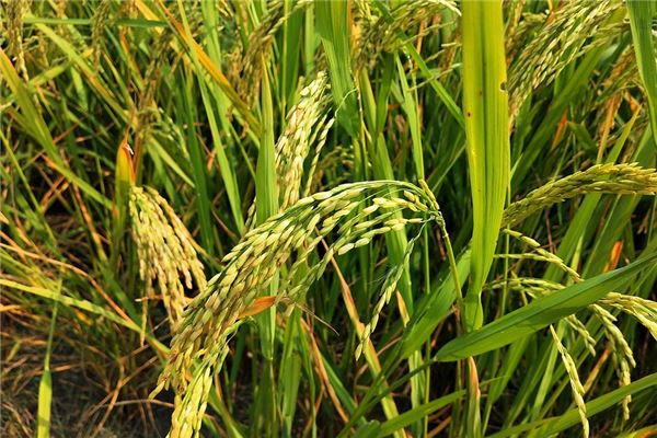 夢到了稻花有什麼預兆_周公解夢