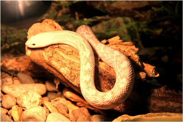 夢到年輕女孩死了是好的徵兆嗎_周公解夢官網