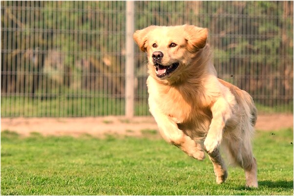 夢見被當成賊預示著什麼_周公解夢官網