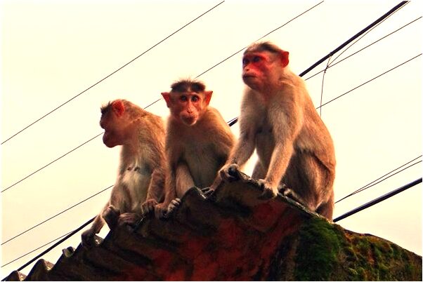 夢到我的琴被自己踩壞了有何寓意_周公解夢官網