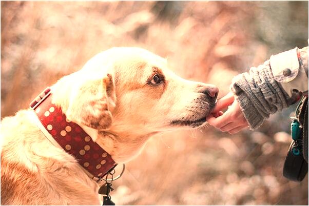 夢到了姐姐帶孝有何寓意_周公解夢官網