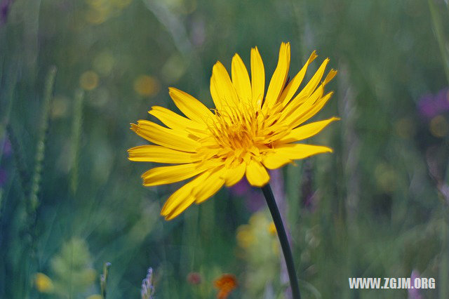 夢見抓了很多泥鰍_周公解夢夢到抓了很多泥鰍是什麼意思_做夢夢見抓了很多泥鰍好不好_周公解夢官網