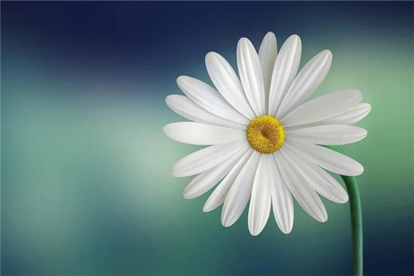 夢到一朵花有什麼預兆_周公解夢