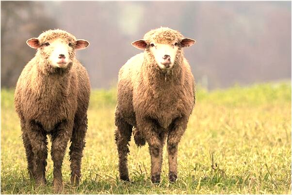 夢到了自己十年以後會怎么樣_周公解夢官網