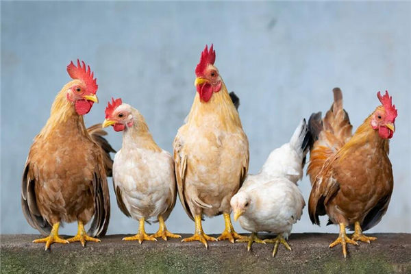 不同年份屬雞的有何稱呼_十二生肖