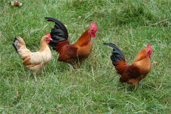 1993年是屬什麼生肖_十二生肖