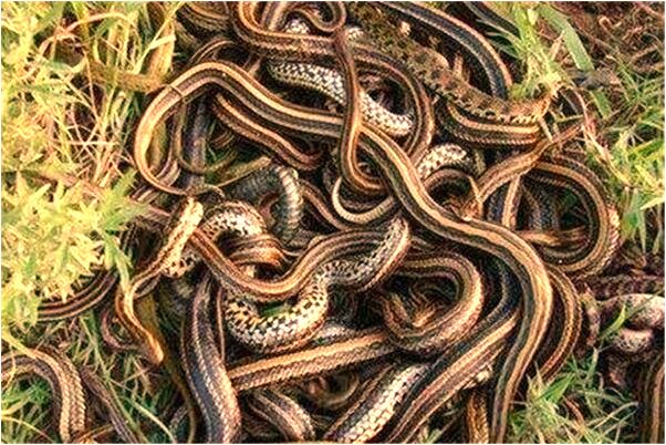 夢到了被黑熊咬是咋回事_周公解夢官網