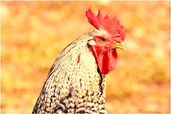 夢到了觀音菩薩站在面前然後消失有什麼預兆_周公解夢官網