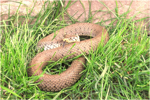 夢見森林裡老虎吼叫意味什麼_周公解夢官網