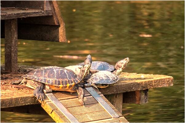 夢到了吃金粉有什麼徵兆_周公解夢官網