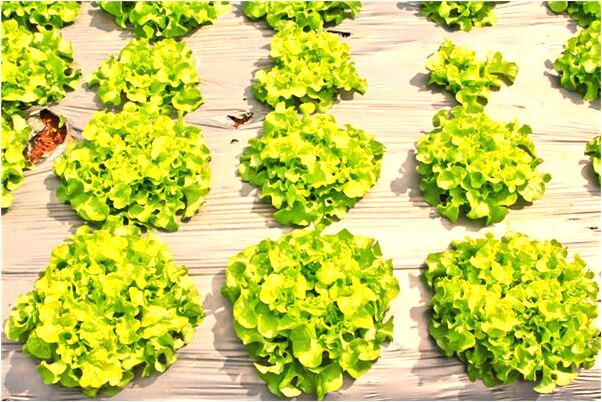 夢到了領導開車翻了我救了他是啥預兆_周公解夢官網